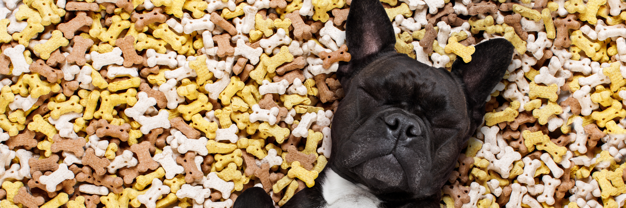 Was sind gute Leckerlies / Hundeleckerlis?