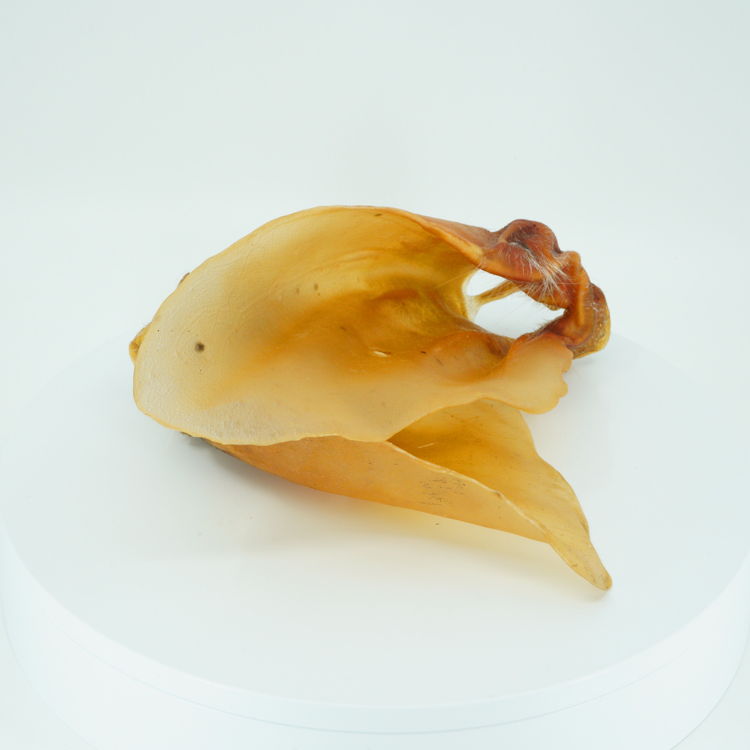 Rinderohren mit Muschel - Hundesnack